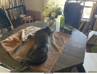 my cat Jane and floral arrangement