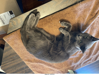 my cat Jane and floral arrangement