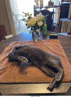 my cat Jane on the table