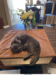 my cat Jane on the table