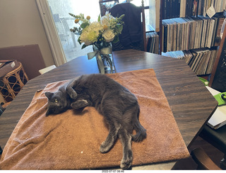 my cat Jane and floral arrangement