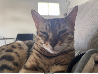 cat Pickle
