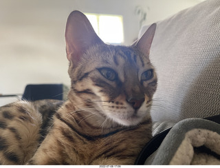 cat Pickle