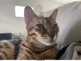 cat Pickle