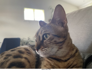 cat Pickle - she's growing up beautiful