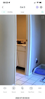 my cat Miss Pris in her save space