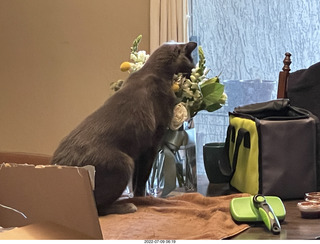my cat Jane eating floral arrangement