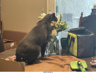 my cat Jane and floral arrangement