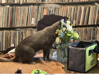 my cat Jane and floral arrangement
