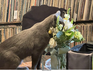 my cat Jane and floral arrangement