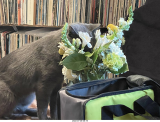 my cat Jane eating floral arrangement