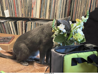 my cat Jane eating floral arrangement