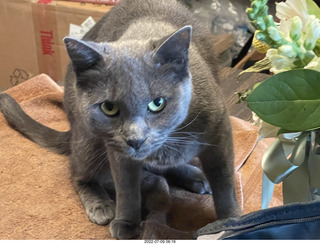 my cat Jane eating floral arrangement