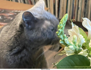 my cat Jane eating floral arrangement