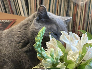 my cat Jane eating floral arrangement
