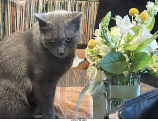 my cat Jane eating floral arrangement