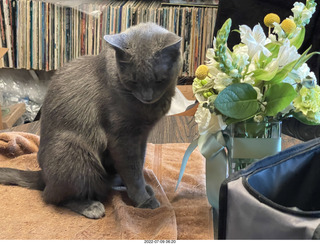my cat Jane finished eating floral arrangement