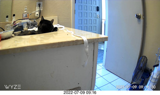 my cat Miss Pris at night