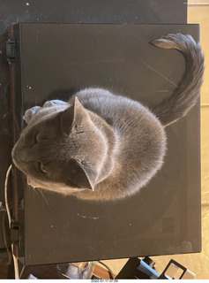 my cat Jane from above