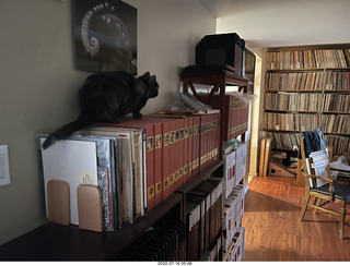 my cat Miss Pris on my reel tapes