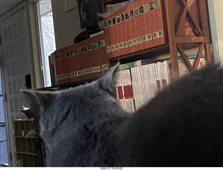 my cat Jane on the table