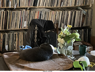 my cat Jane finished eating floral arrangement