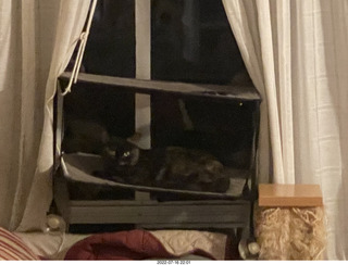 my cat Miss Pris in the hifi room