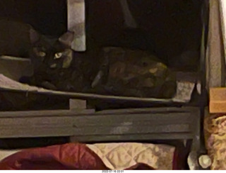 my cat Miss Pris on my reel tapes