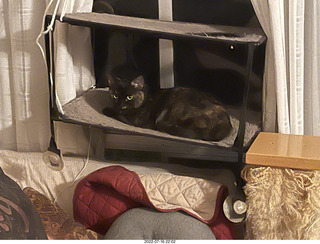 my cat Miss Pris in the hifi room