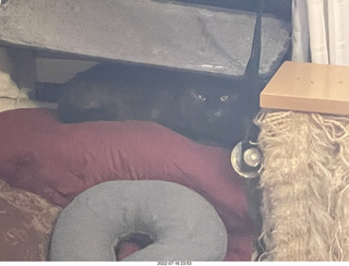 my cat Miss Pris in the hifi room