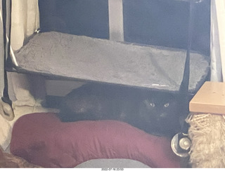 my cat Miss Pris in the hifi room