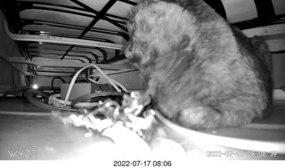 my cat Miss Pris on my reel tapes