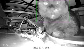 my cat Miss Pris under the couch