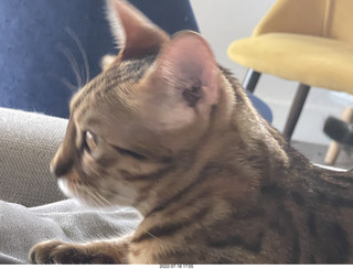 cat Pickle