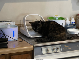 my cat Miss Pris at the feeder