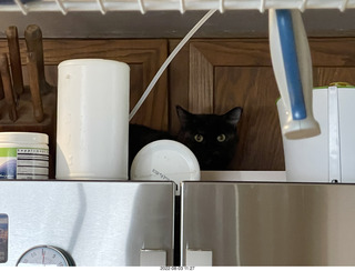 Halo Cat Rescue paperwork for my cat Miss Pris