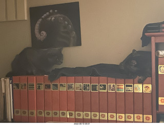 my cats Jane and Miss Pris on my tapes