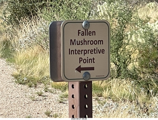 Marcus Landslide Trail - fallen mushroom