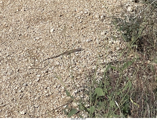 Marcus Landslide Trail lizard
