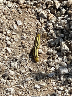 Marcus Landslide Trail caterpillar