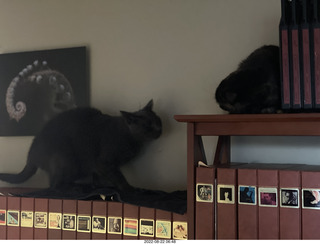 my tapes shelf with my cats Miss Pris and Jane