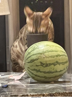 cat Pickle and watermelon