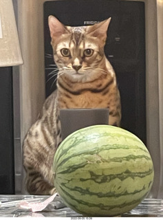 cat Pickle - she's growing up beautiful
