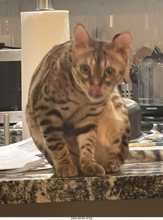 cat Pickle - she's growing up beautiful