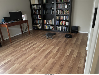 my cat Jane and robot vacuum Sharknado