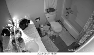 my cat Miss Pris in a dark bathroom