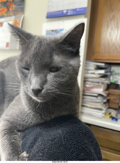 my cat Jane atop my chair