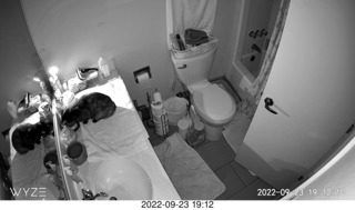 my tapes shelf with my cats Miss Pris and Jane