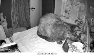 my cat Miss Pris in my dark bathroom