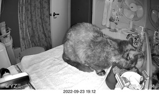 my tapes shelf with my cats Miss Pris and Jane